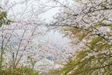 Full bloom pink sakura park april autumn