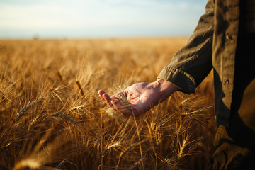 Amazing view with Man With His Back To The Viewer In A Field Of Wheat Touched By The Hand Of Spikes...