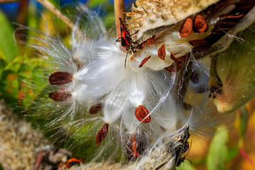 Fall Seed Pods