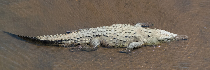 Caiman, Caiman crocodilus, animal in the river in Costa Rica