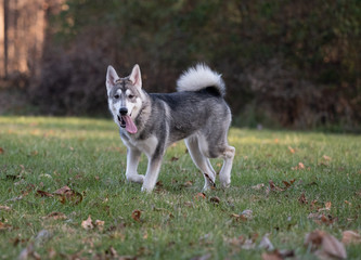 Siberian Husky and fall colors
