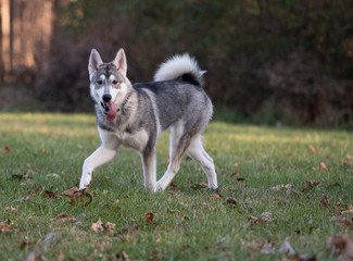 Siberian Husky and fall colors
