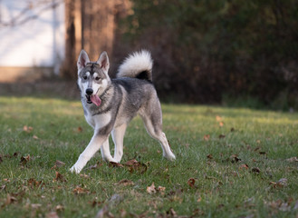Siberian Husky and fall colors