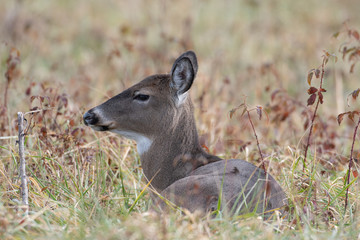 White-tailed deer doe bedded down