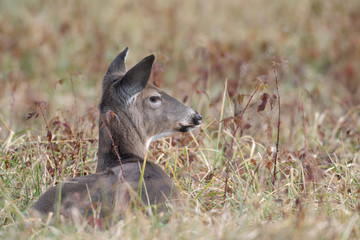 White-tailed deer doe bedded down
