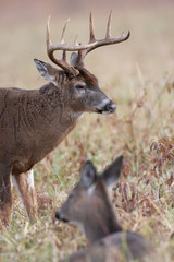 large white-tailed buck and doe