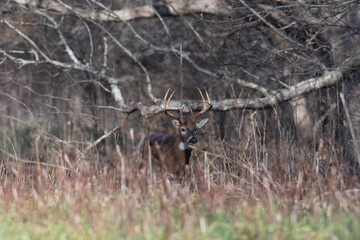 Large white-tailed deer buck in the woods