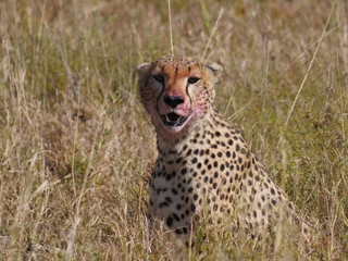 guépard dévorant une proie tanzanie