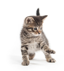 Cute tabby kittn with paw up