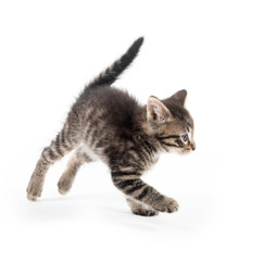 Cute tabby kittn with paw up