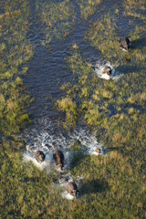 Buffalo herd in the Okavango Delta