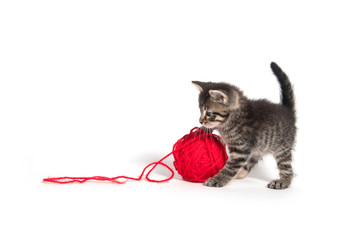 Cute tabby kitten and yarn © Tony Campbell