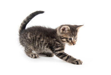 Cute kitten sitting on white