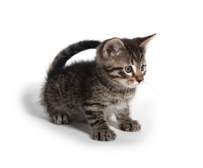 Cute kitten sitting on white