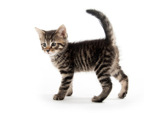 tabby cat on white background