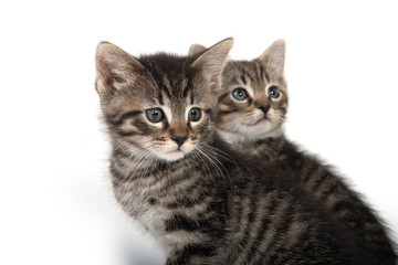 Two tabby kittens on white background