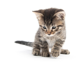 Fototapeta premium Cute baby tabby kitten looking down