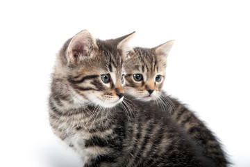 Two tabby kittens on white background