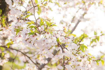 Pink sakura bloom in spring seasonq