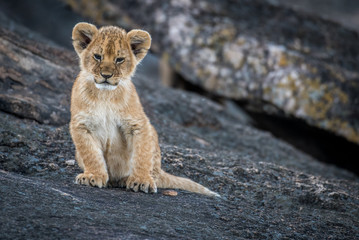Naklejka premium Lion cub on a rock