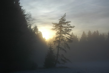 Mystic foggy sunset on the forest glade with dominating tree