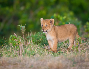 Lion cub in Masai Mara