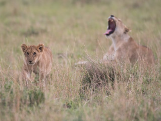 Two lion cubs playing