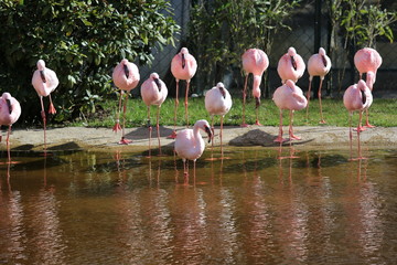 Zoo 8
