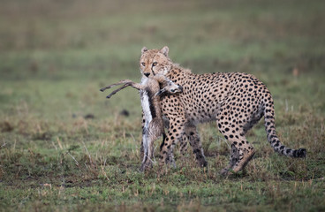 Cheetah with prey