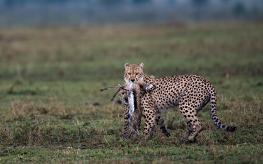 Cheetah with prey