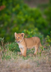Fototapeta na wymiar Lion cub in Masai Mara