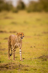Cheetah in Masai Mara Game Reserve, Kenya