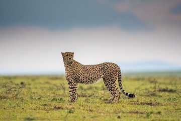 Cheetah in Masai Mara Game Reserve, Kenya