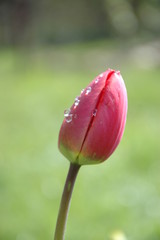 Single Tulip with green background