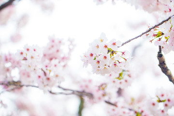 Pink sakura bloom in spring seasonq