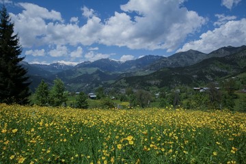 Beautiful Natural Greenery in village.savsat/artvin/turkey