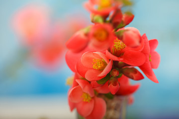Red spring blooming flowers. Japanese quince blossom branch