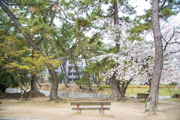 Full bloom pink sakura park with bench