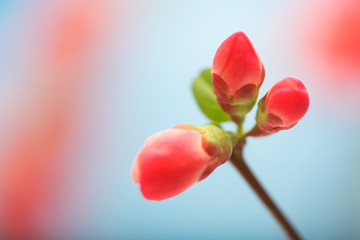 Red spring red buds and blooming flowers on blue sky background. Japanese quince blossom branch.