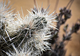 Cholla Spines