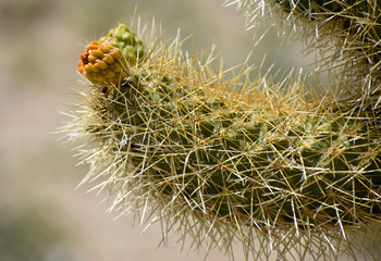 Budding Cactus