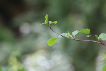 Tree Branch