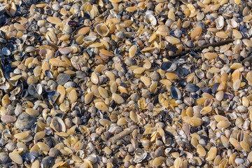 Tappeto di conchiglie sulla riva del mare