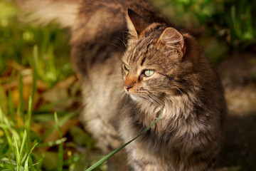 Portrait of a young gray kitten.