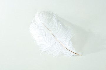 White feather