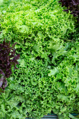 Close-up of curly romaine lettuce for sale a ta market in France