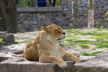 Lioness resting lying on a rock. Wild animal