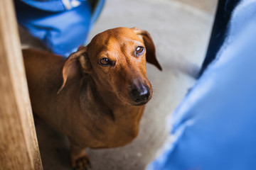hunting dog breed dachshund red look at the frame
