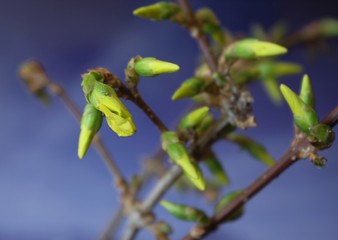 Spring blooming buds of golden rain.