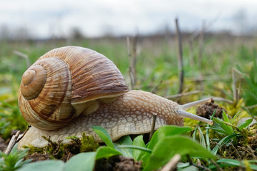 Insekt - Weinbergschnecke